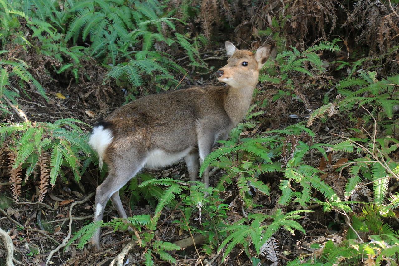 Miyanouraso Ξενοδοχείο Yakushima  Εξωτερικό φωτογραφία